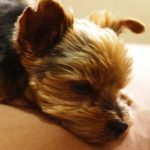 犬の平均睡眠時間は？ヨークシャテリアの場合は？
